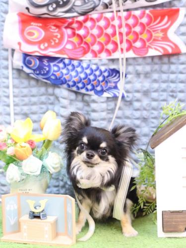 20230521プリンちゃん